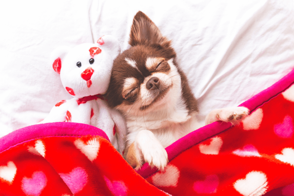 Rabies Vaccine