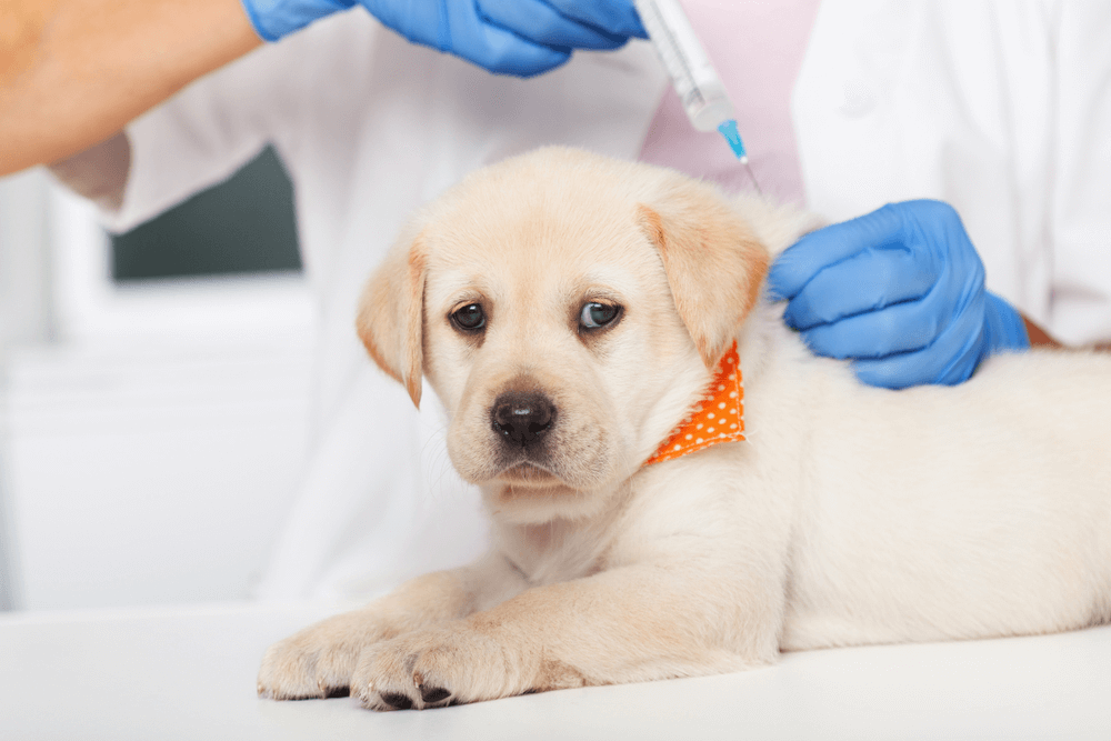 Labrador