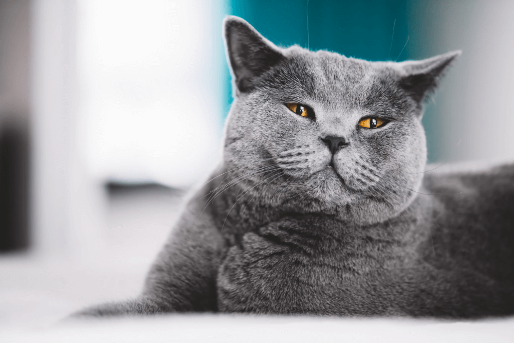 Munchkin Cat