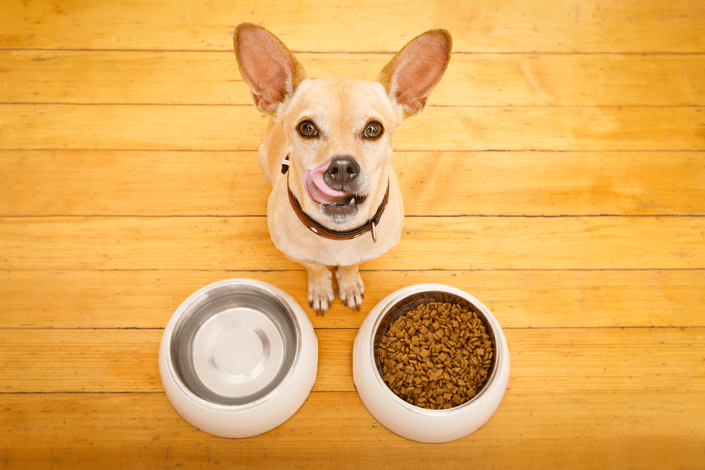 Appenzeller Sennenhund